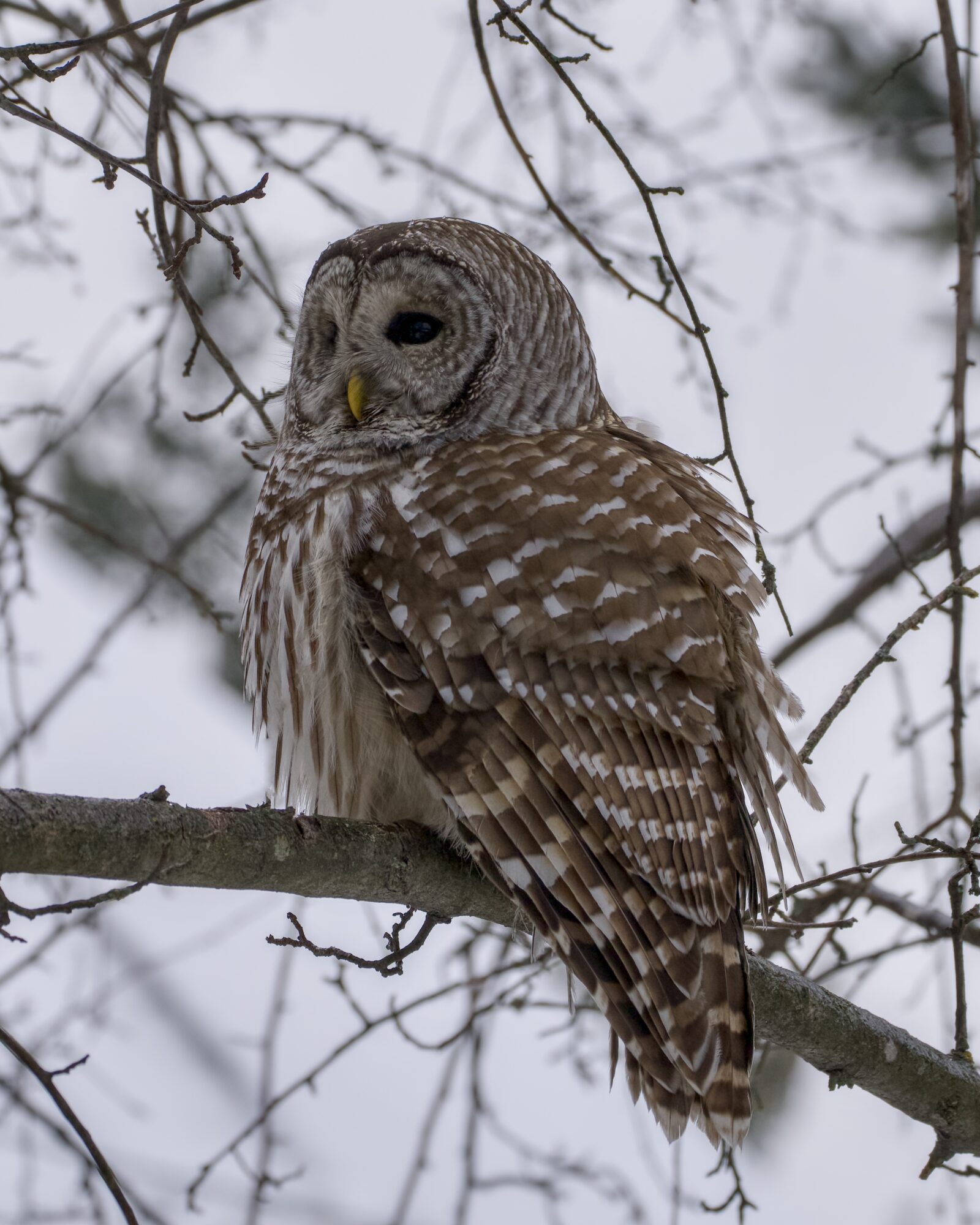 A Barred Owl up in a tree, feathers slightly ruffled, looking camera left. Background is mostly grey wintry sky.