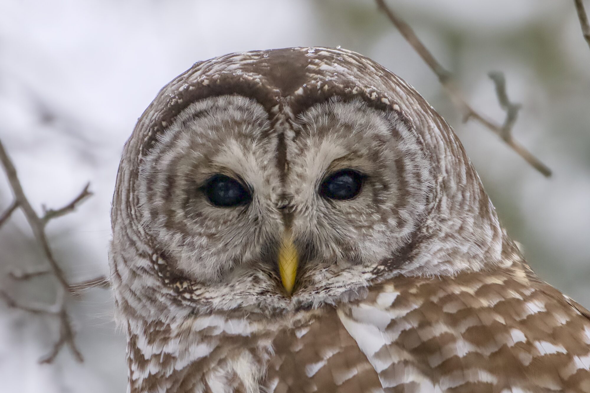 A closeup of a Barred Owl's face, looking in my direction. Eyes are shiny and dark, and squinting a little. Background is mostly grey wintry sky