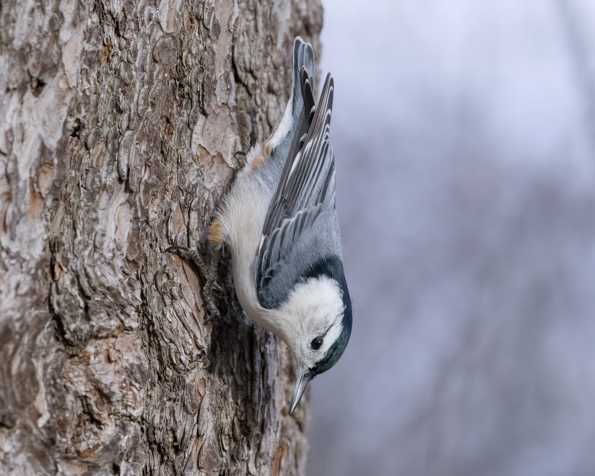 A White-breasted Nuthatch on a tree, butt straight up and head straight down