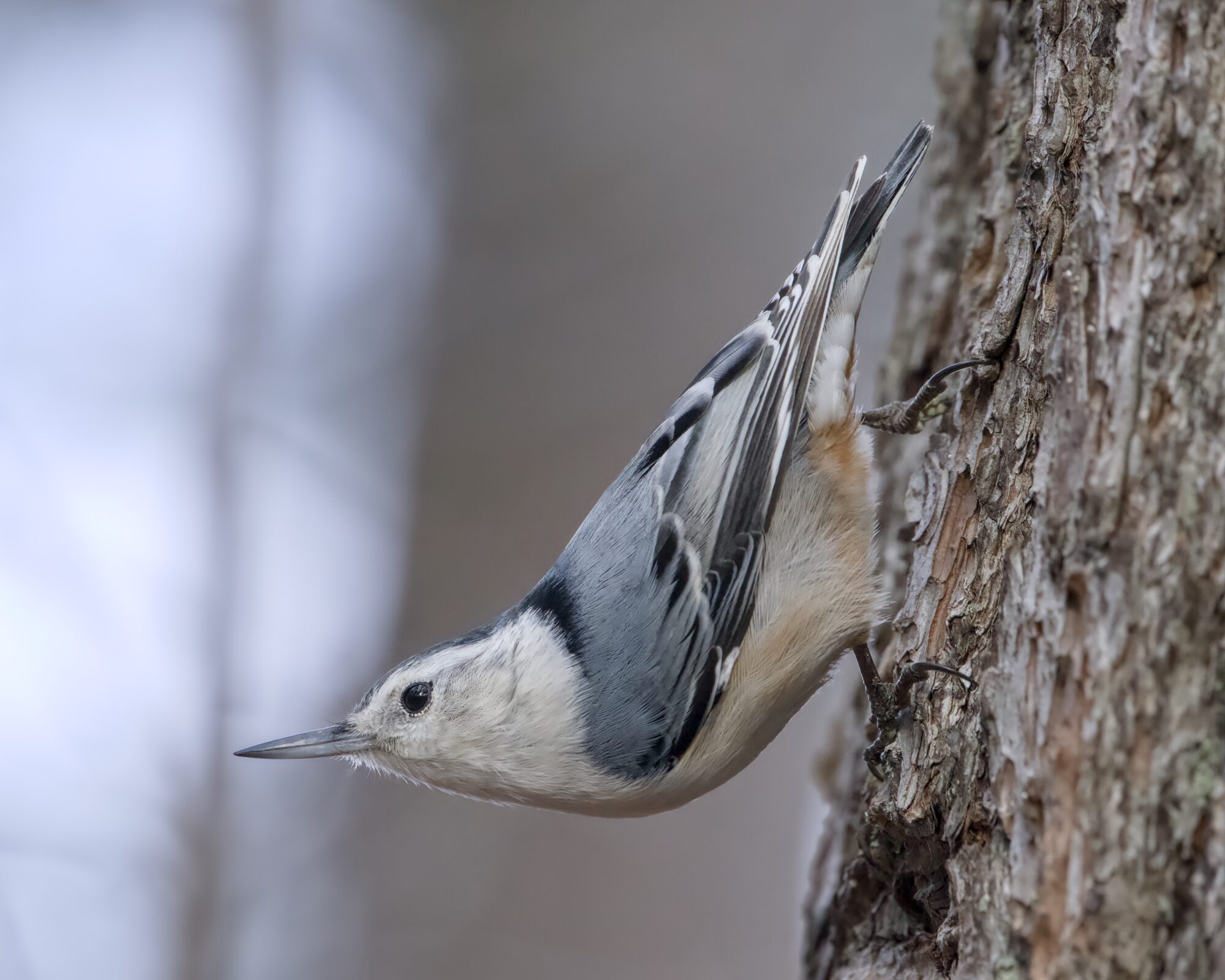 A White-breasted Nuthatch on a tree, about eye level, butt up and craning its back to look out