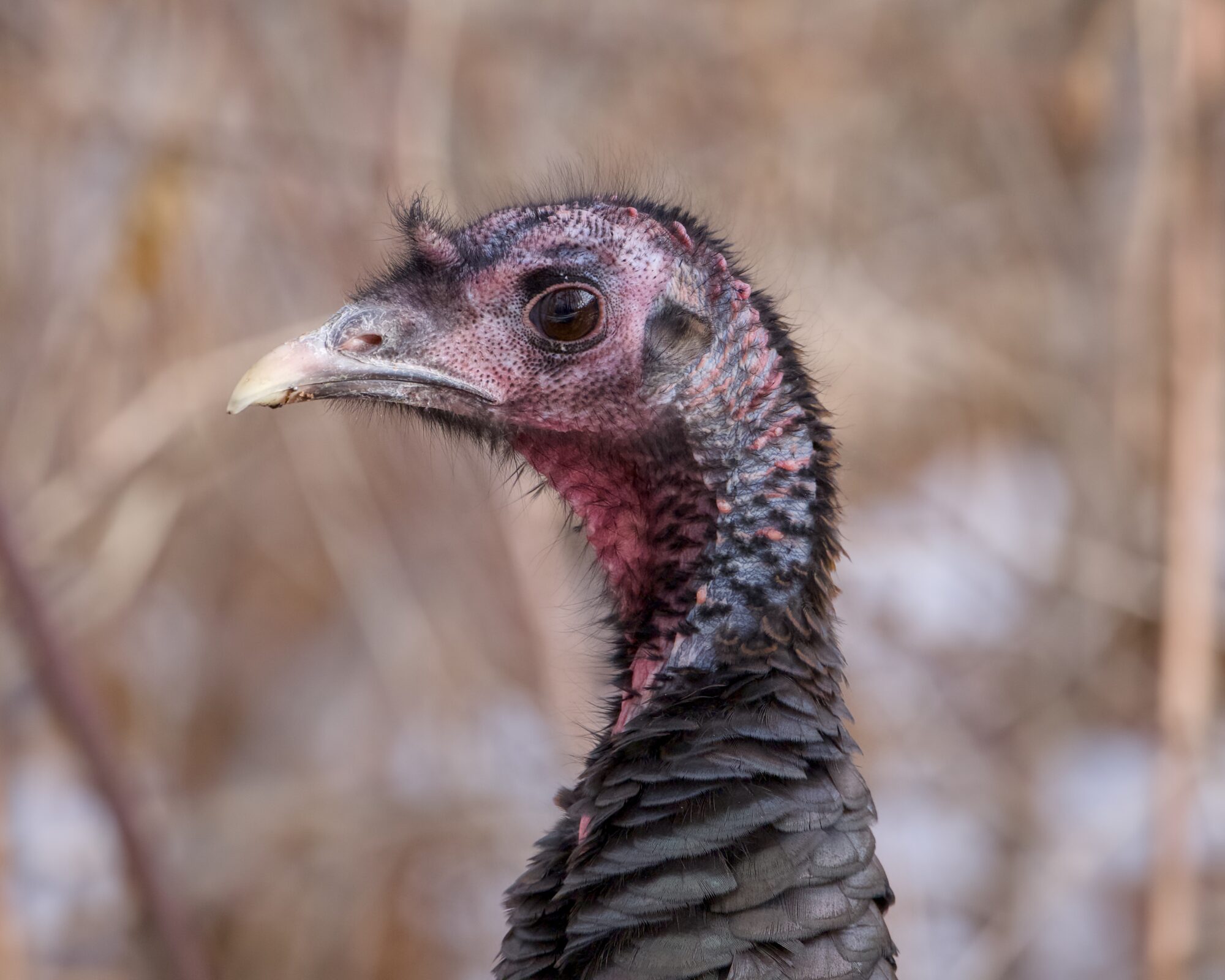 A close up of a wild turkey's head. Background is a wintry woods, with some snow on the ground