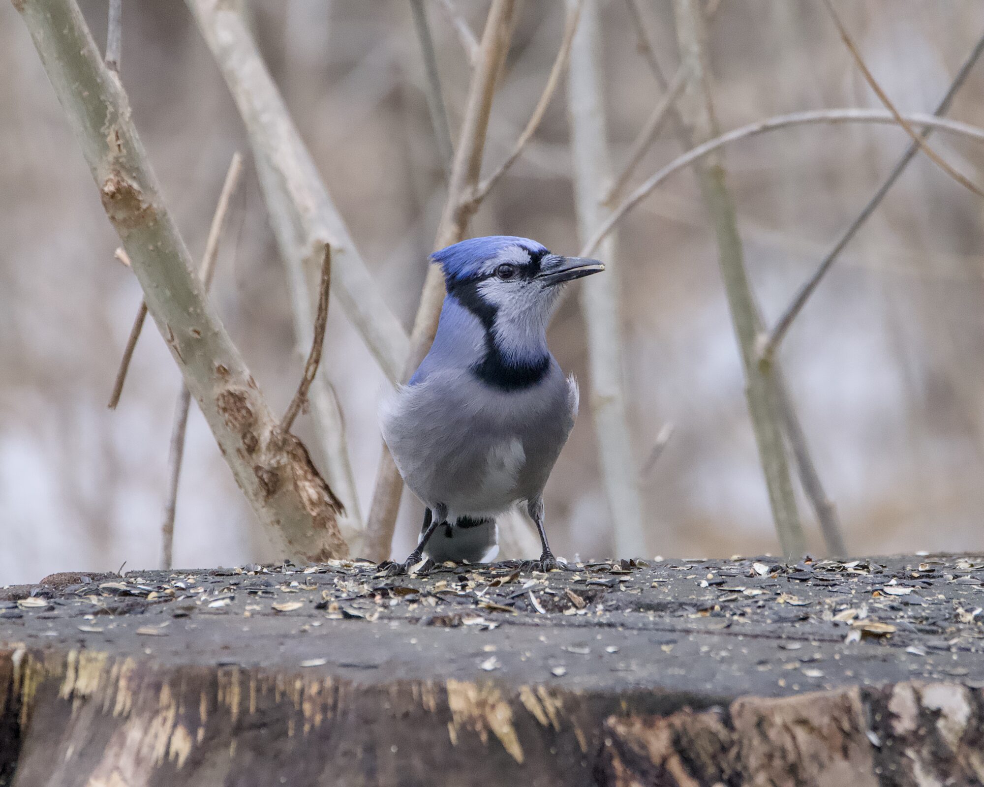 A Blue Jay on a stump in a wintry landscape