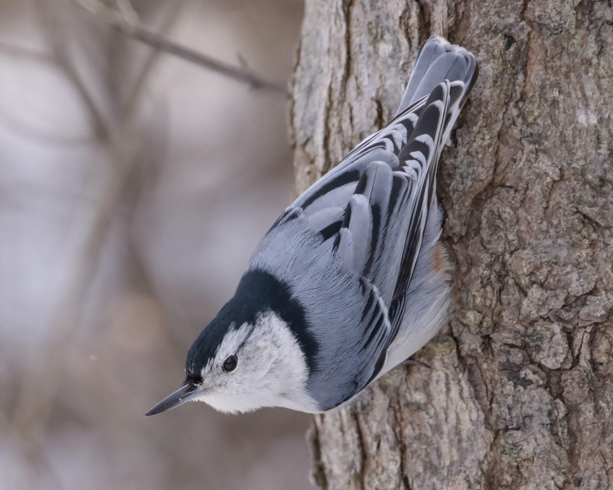 A White-breasted Nuthatch on a tree at about eye level; it is climbing down, and looking out a bit.