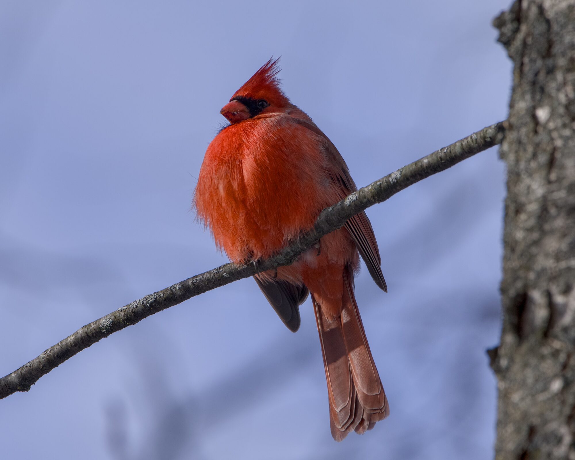 A male Northern Cardinal is sitting on a branch,above eye level. It is looking out and to the left. Background is muddled blue and grey.