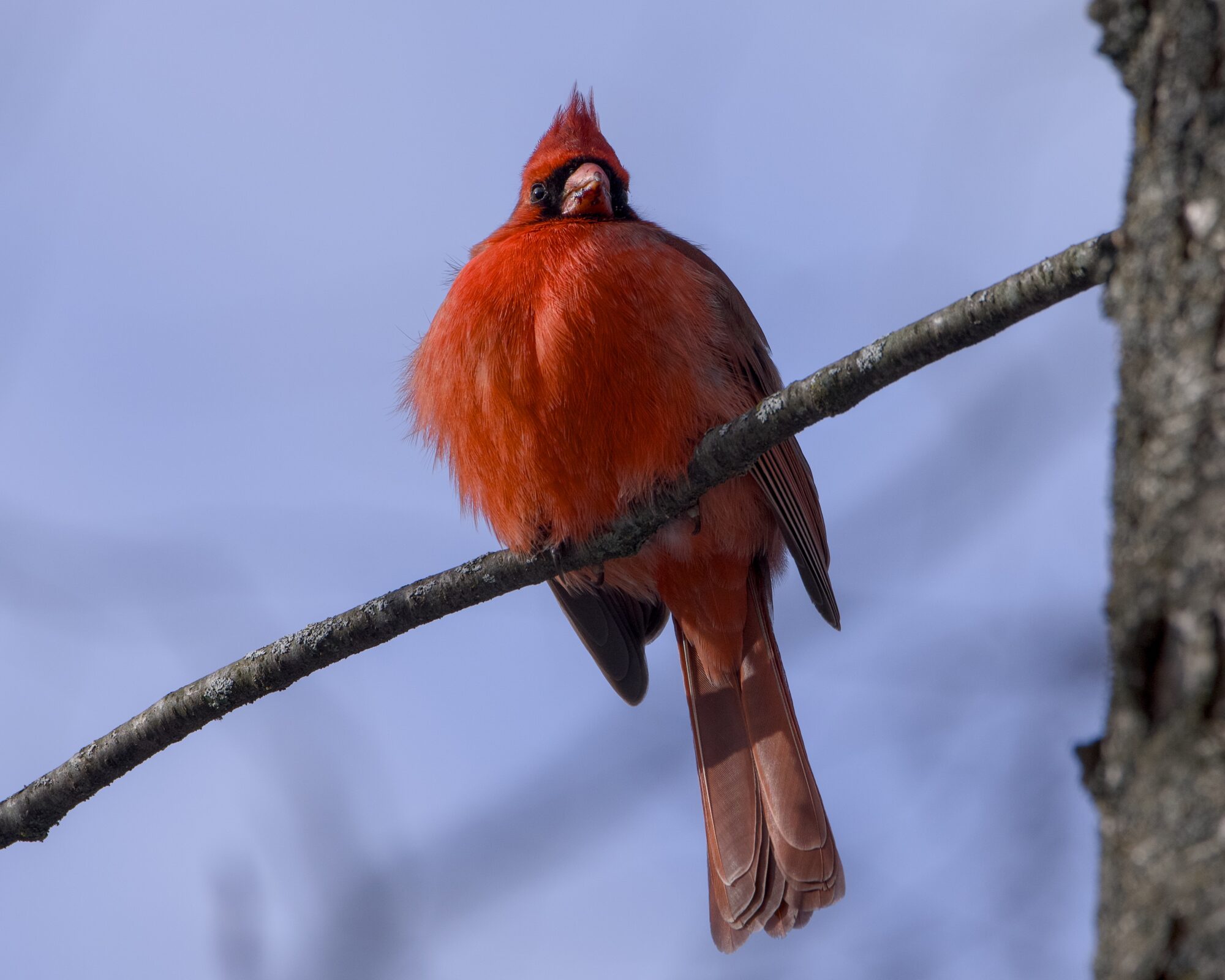 A male Northern Cardinal is sitting on a branch,above eye level. It has one eye looking in my direction. Background is muddled blue and grey.