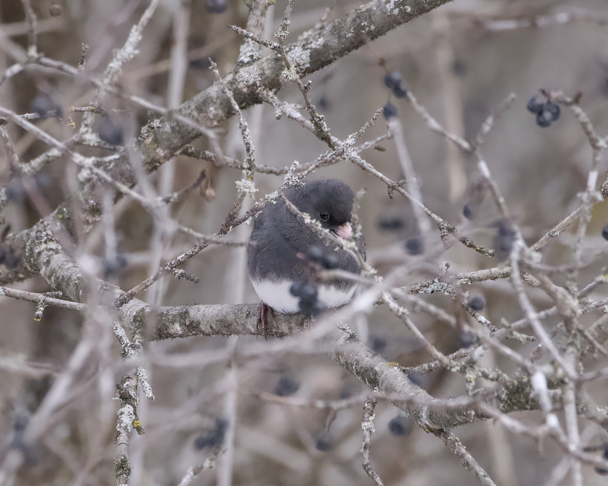 A slate-colored Dark-eyed Junco partly hidden by branches. Background is more grey bare branches