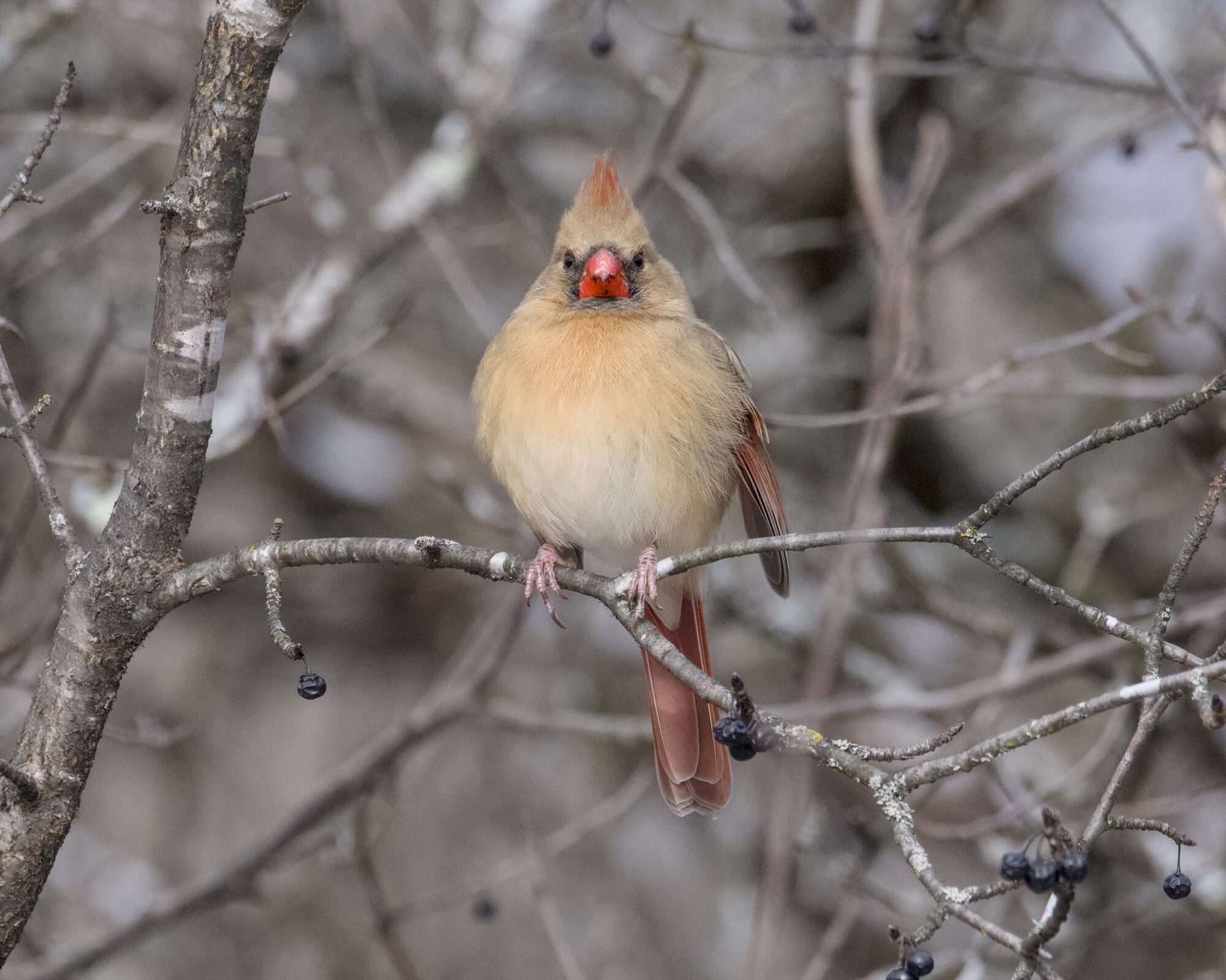 A female Northern Cardinal up in a tree, at about eye level, surrounded by grey bare branches, looking in my general direction