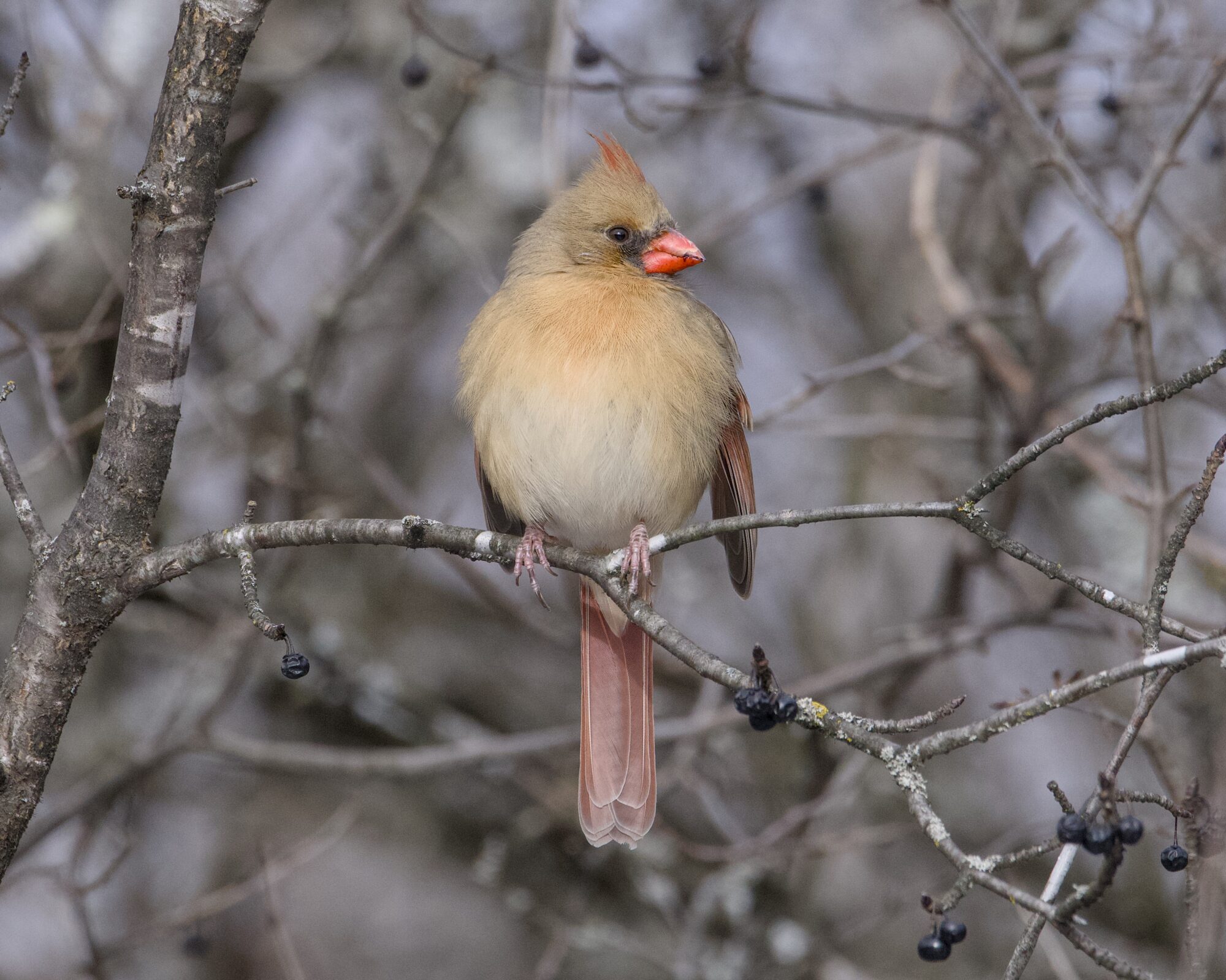 A female Northern Cardinal up in a tree, at about eye level, surrounded by grey bare branches, looking camera right