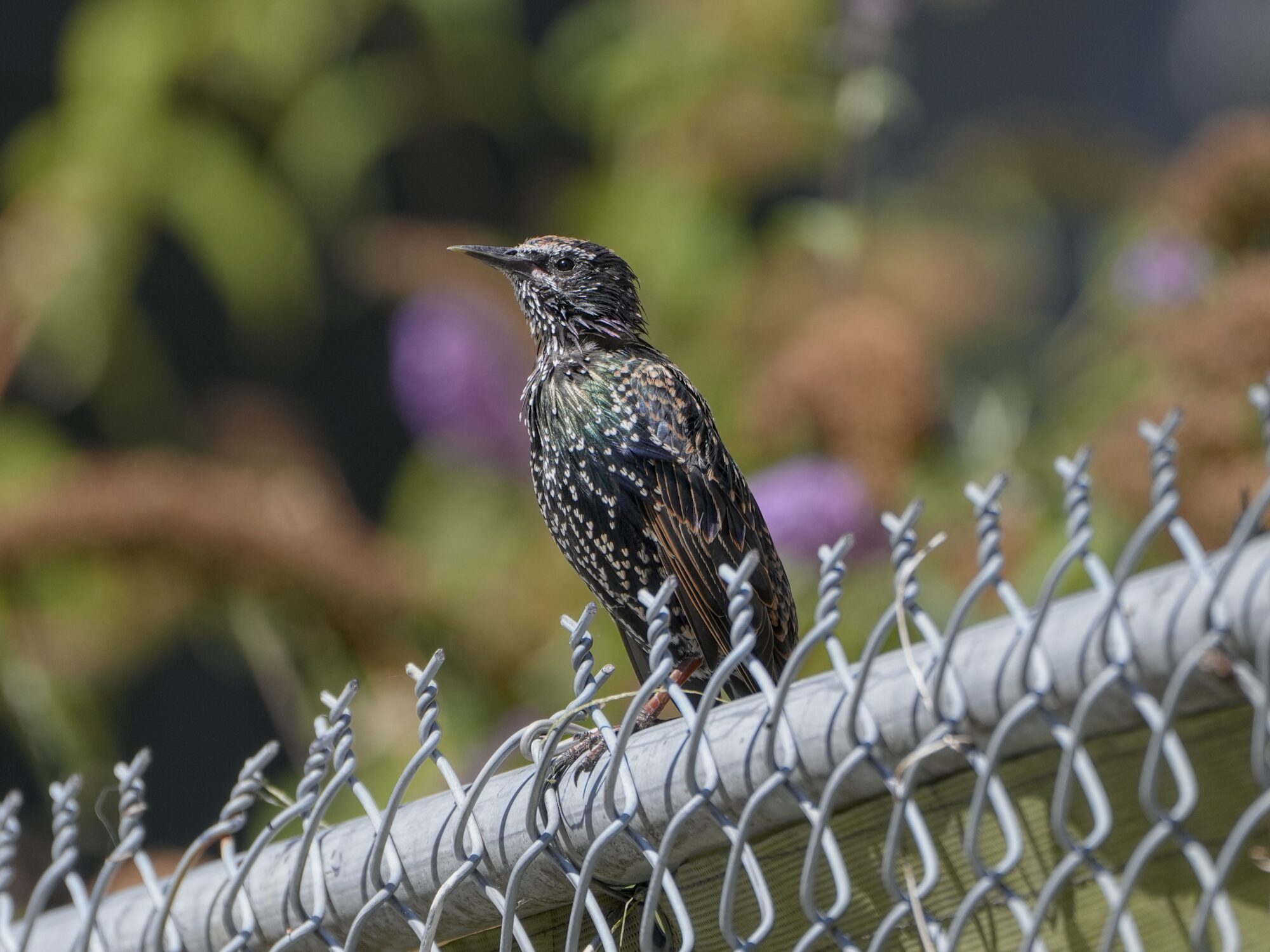 A European Starling is sitting on top of a chain link fence, looking out. Background is fuzzy trees