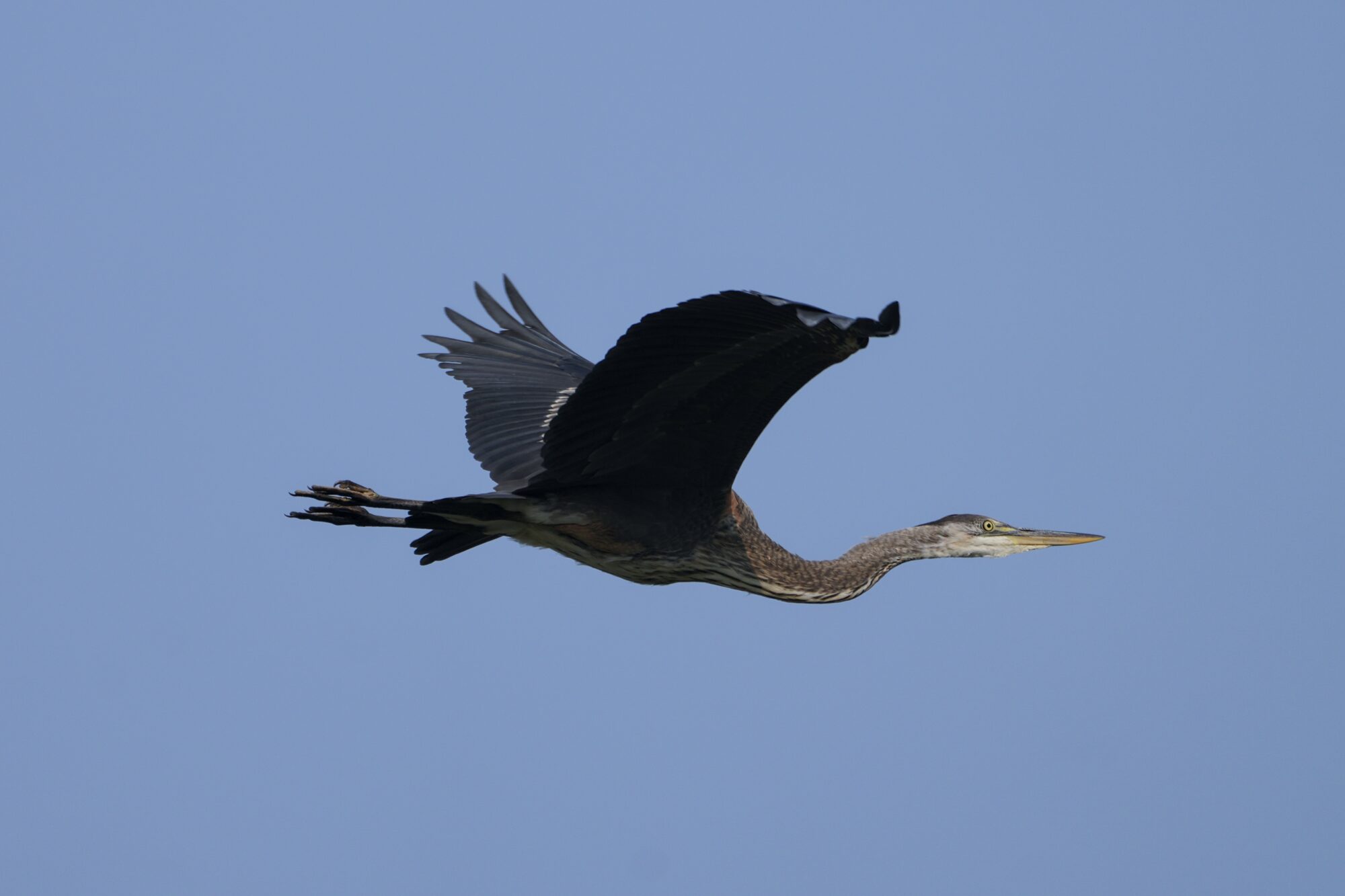 A Great Blue Heron in flight, against a dusty blue sky. Its neck is mostly extended