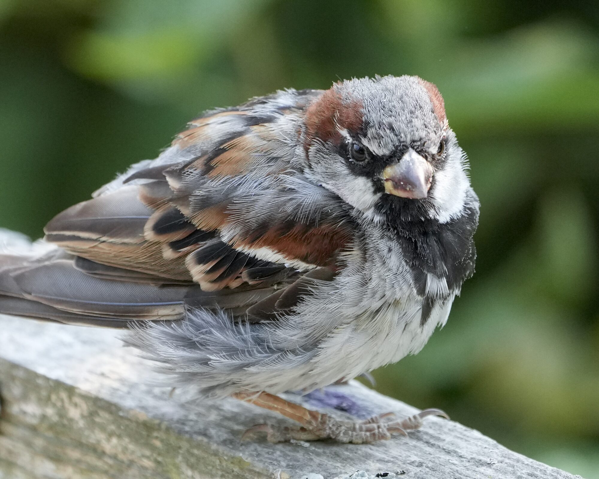 A somewhat scruffy male House Sparrow on a wooden fence. Background is dark greenery