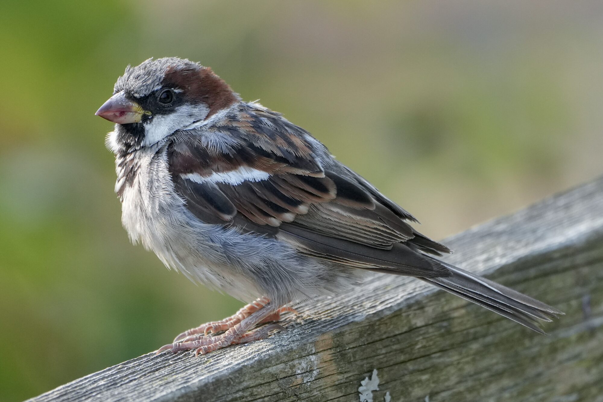 A male House Sparrow is standing on a wooden fence