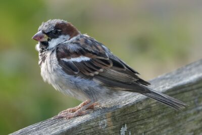 A male House Sparrow is standing on a wooden fence