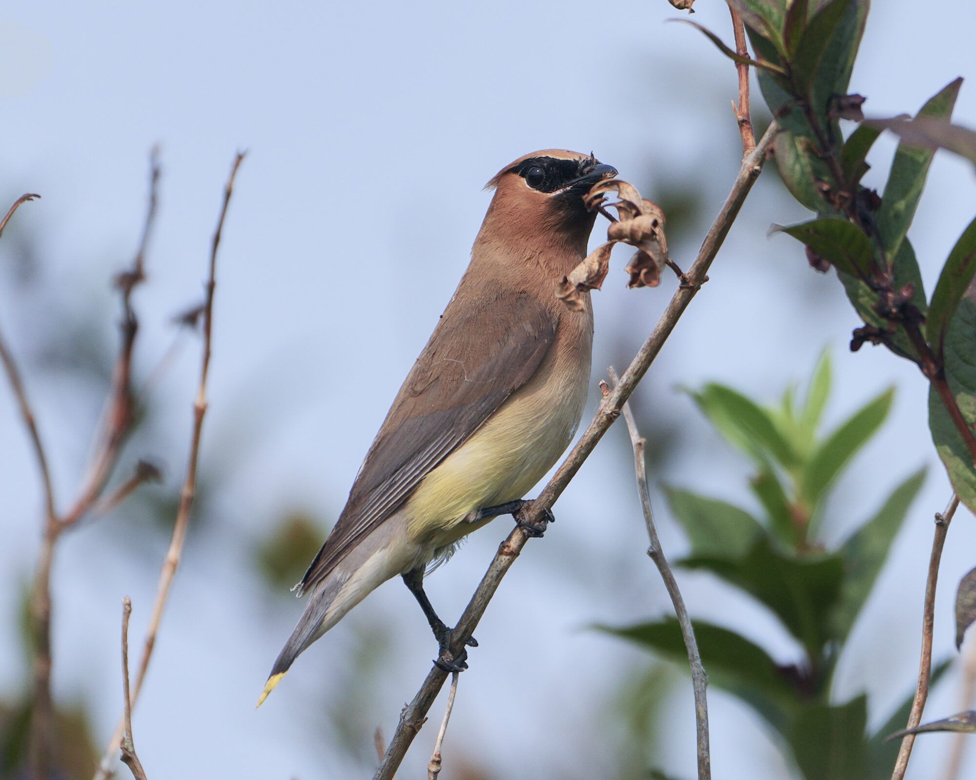 A Cedar Waxwing up on a branch, its head close to a brown dried leaf