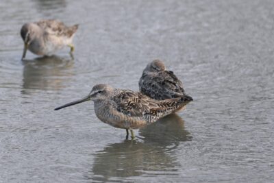 Several Long-billed Dowitchers standing in shallow water