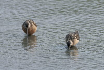 Two Long-billed Dowitchers standing in shallow water, and dipping their beaks