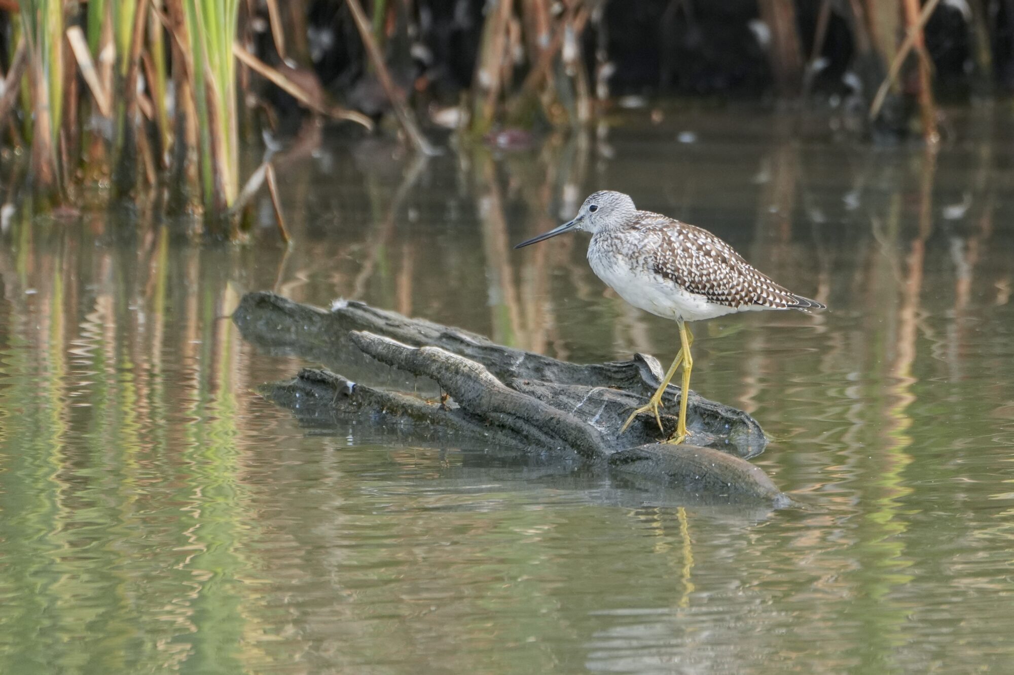 A Greater Yellowlegs is standing on one end of a log in water. Long brown reeds in the background