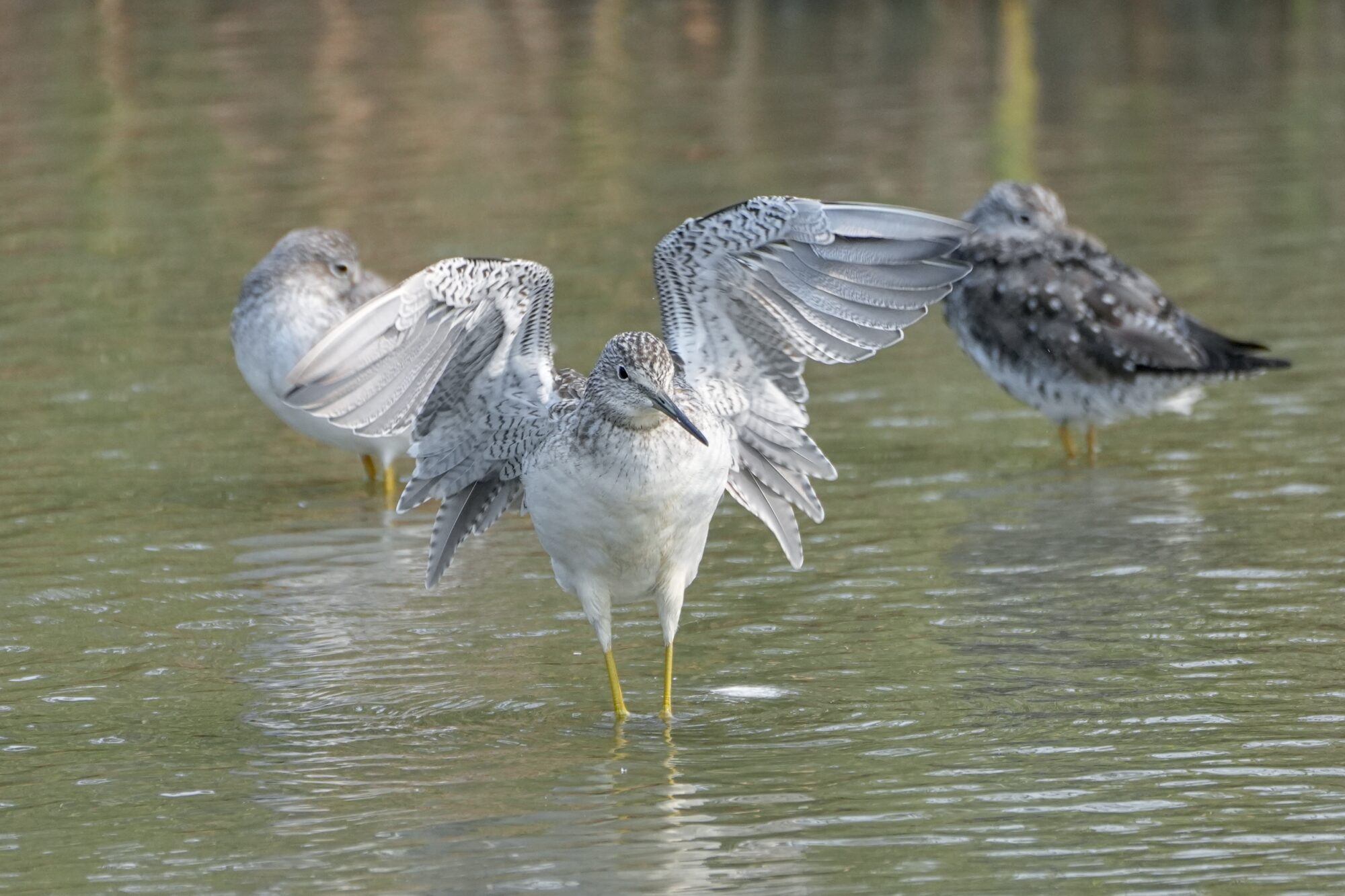 A Greater Yellowlegs standing in shallow water, spreading its wings wide.