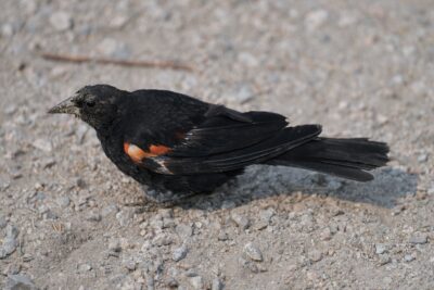 A male Red-winged Blackbird is on the gravelly ground