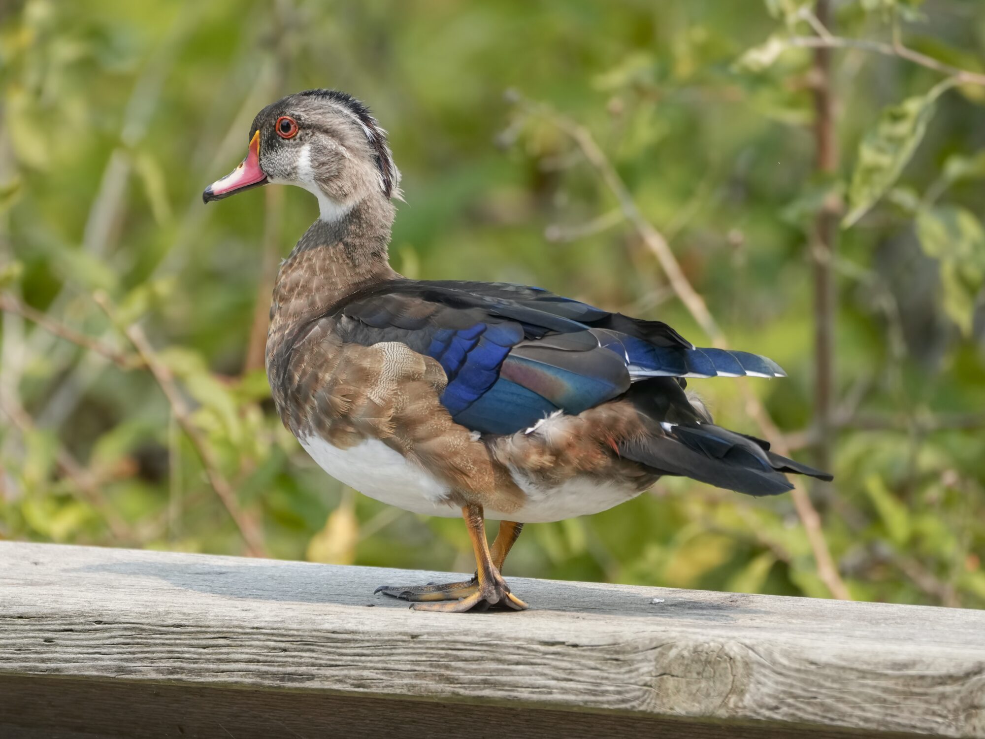 A male Wood Duck in mostly eclipse colours. Only its wings look bright and blue. The rest is brown or grey