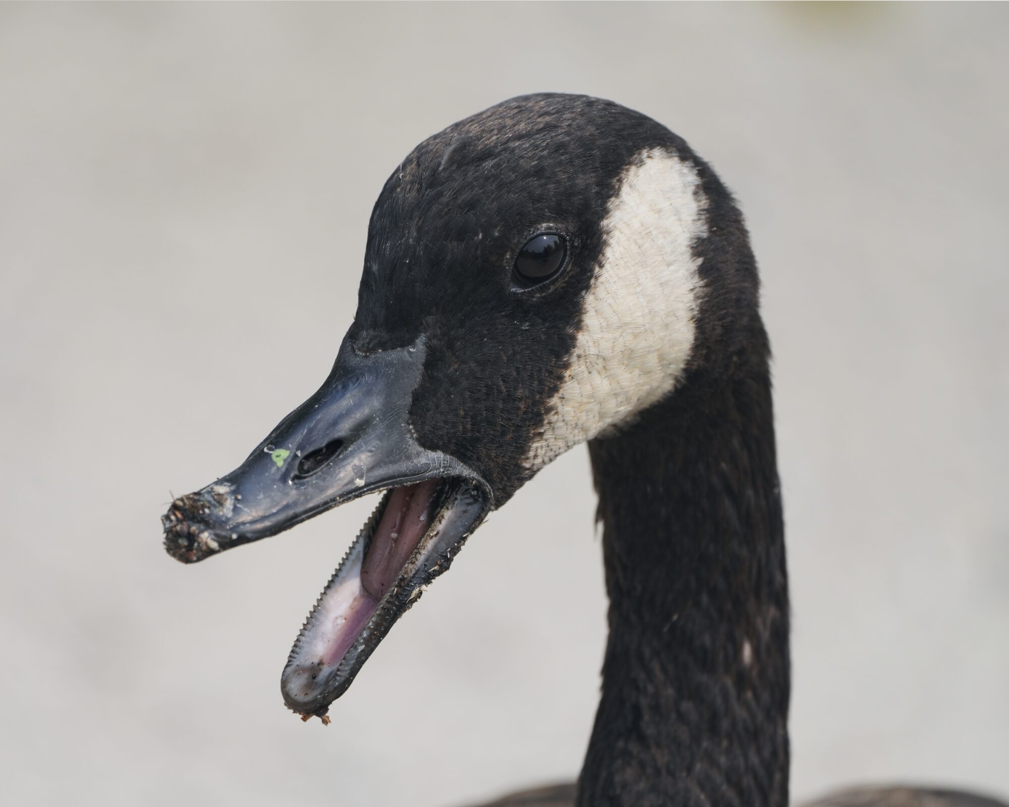 A closeup of a Canada Goose honking. Its bill is open, and the background is greyish