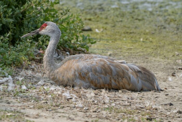 A Sandhill Crane is resting on the dry dusty ground. There are a few bits of down or feathers around. Background is green and mucky, leading into the pond