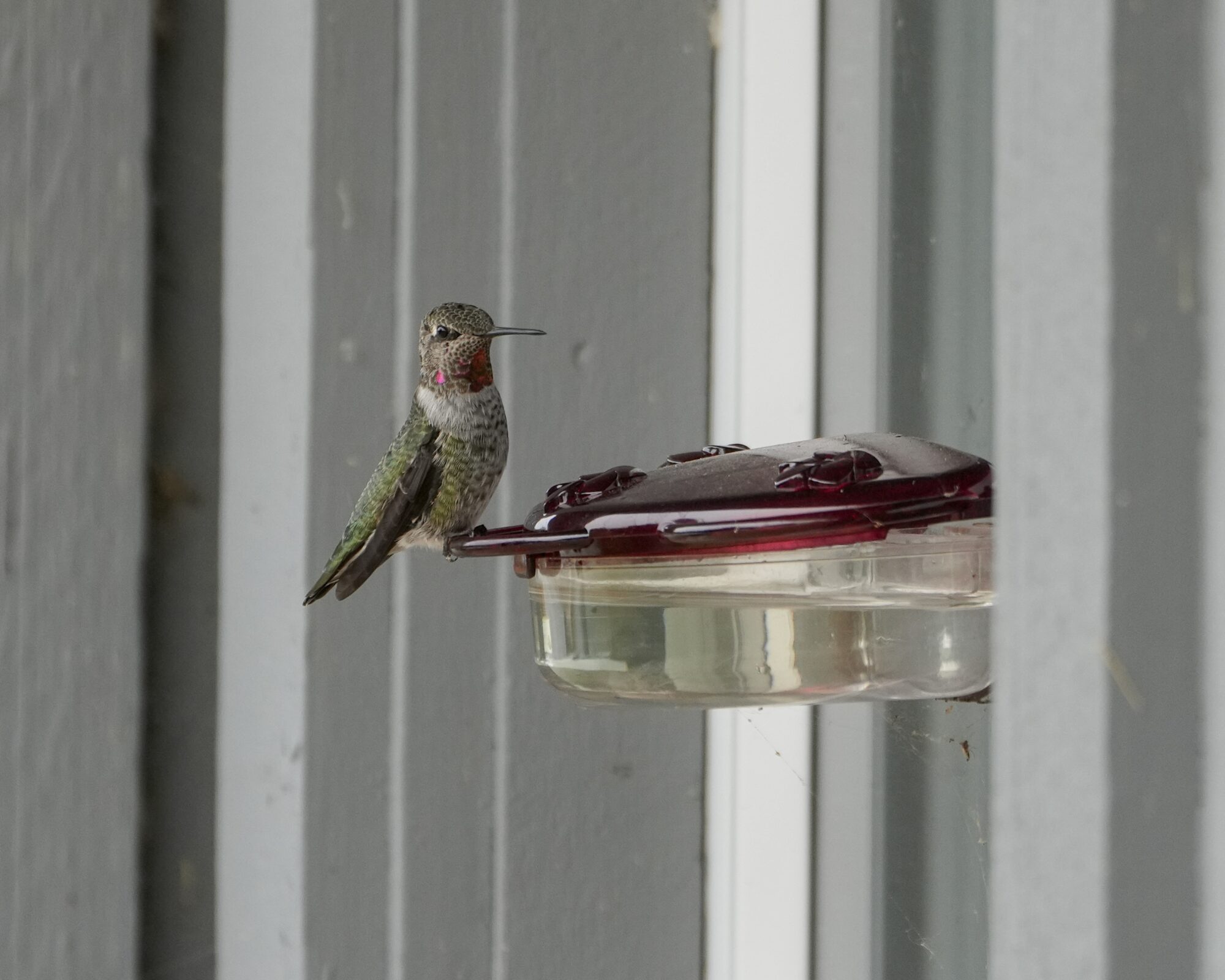 A female Anna's Hummingbird is resting on a feeder