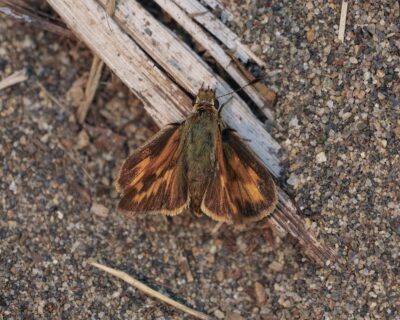 A Woodland Skipper butterfly on a bit of wood, surrounded by gravelly ground