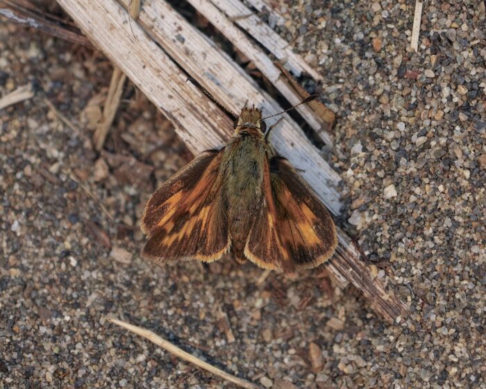 A Woodland Skipper butterfly on a bit of wood, surrounded by gravelly ground