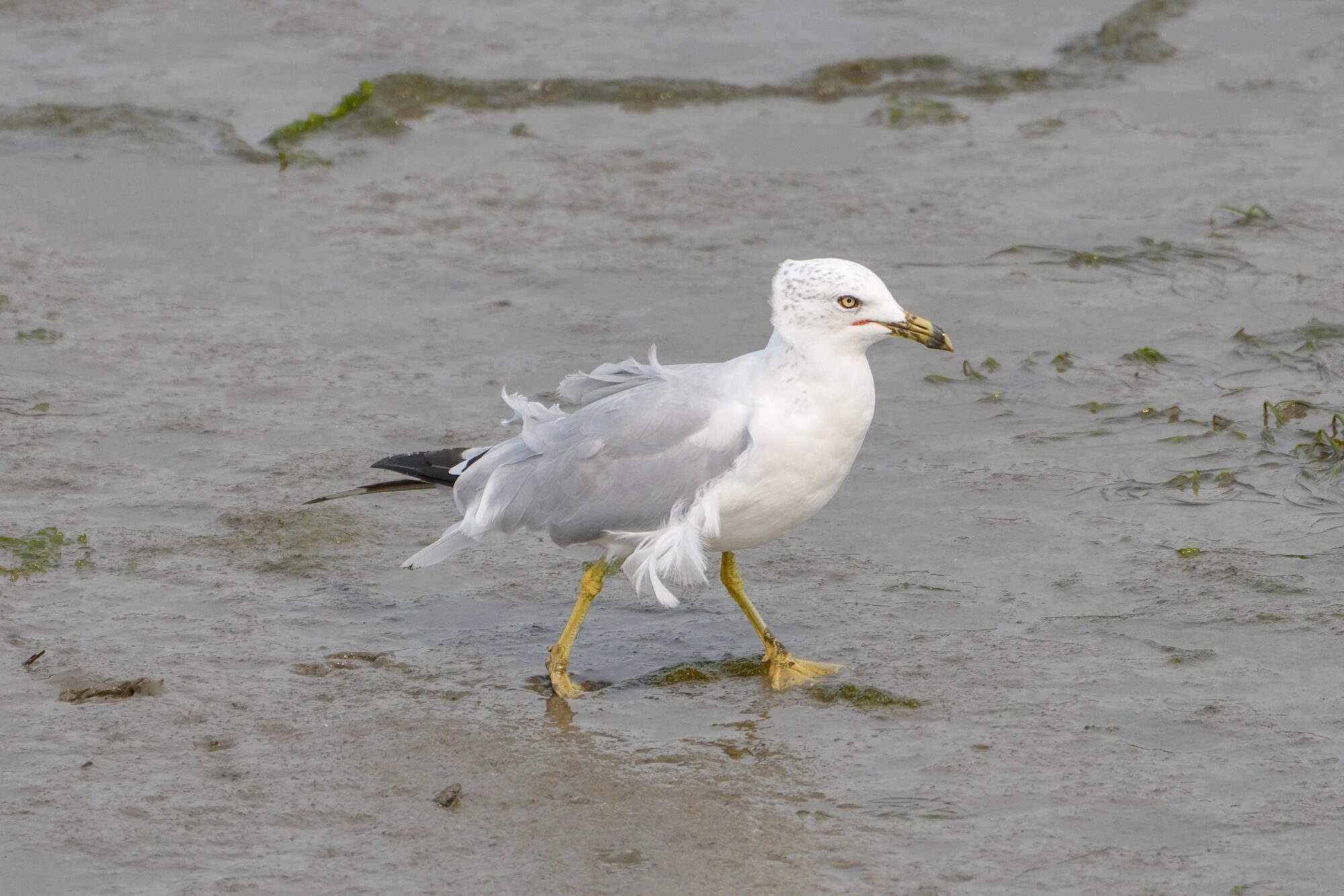 A Ring-billed Gull is walking on intertidal muddy sand, and looking grumpy