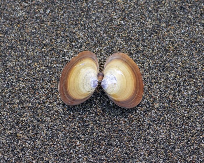 An oval seashell, open in two, with circular bands of brown along the inner edges. Resting on wet sand