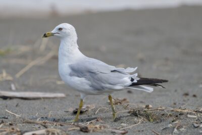 A Ring-billed Gull is walking along a sandy beach, surrounded by bigger pebbles, twigs etc