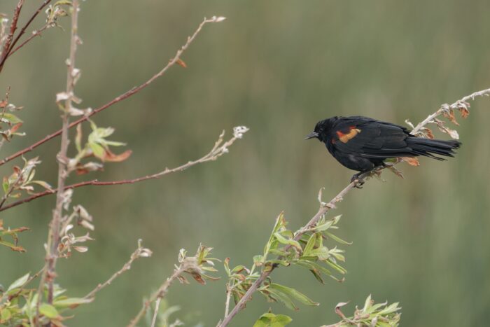 A Red-winged Blackbird is resting on a branch just off a bush