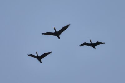 Three Double-crested Cormorants are flying overhead, against a solid blue sky