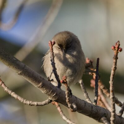 An American Bushtit up in a tree, looking in my general direction. Her eyes are yellow and her face is partly in shadow