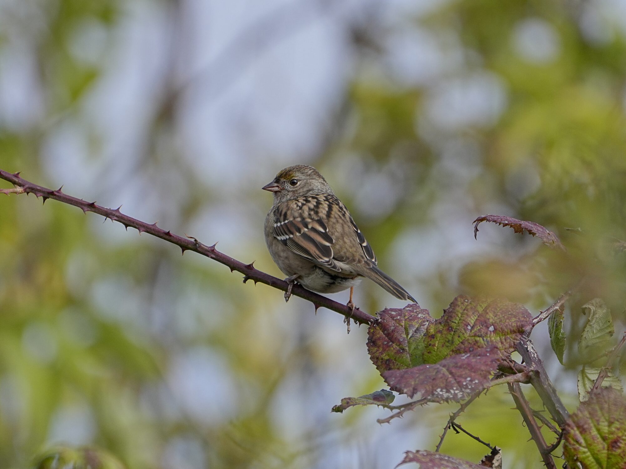 An immature Golden-crowned Sparrow sitting on a thorny branch, surrounded by greenery