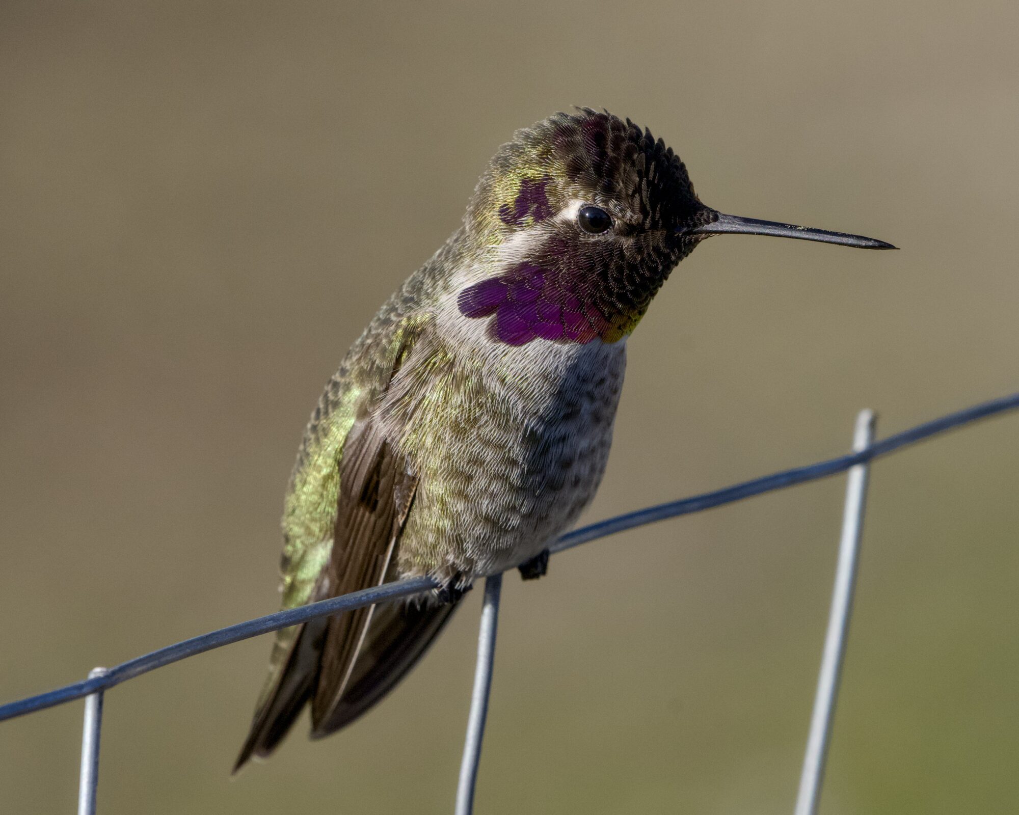 A male Anna's Hummingbird is sitting on a wire fence. There is just a hint of dark pink on his gorget