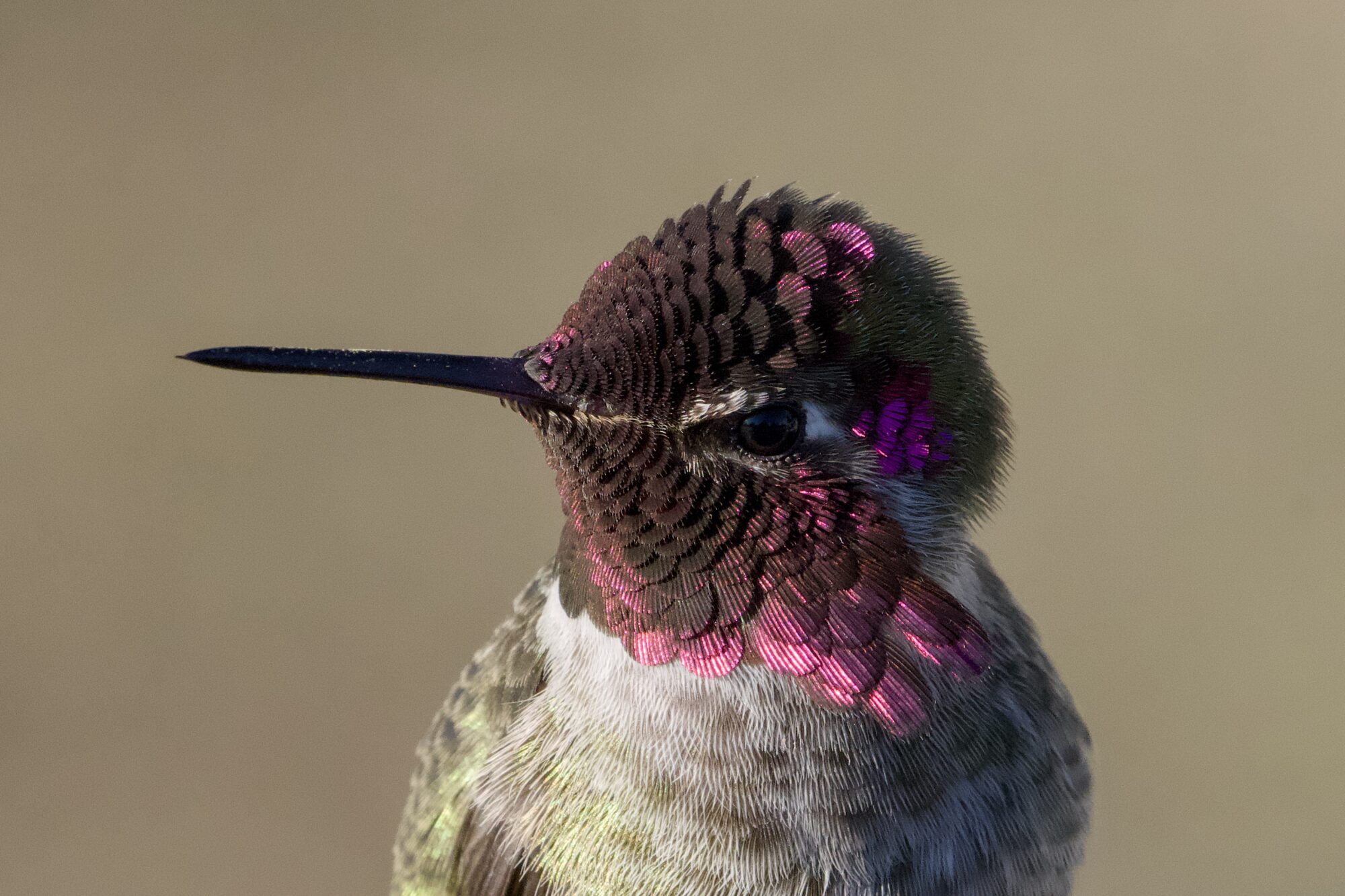 Closeup of a male Anna's Hummingbird somewhat facing the sun. His gorget is a patchwork of black and bright pink