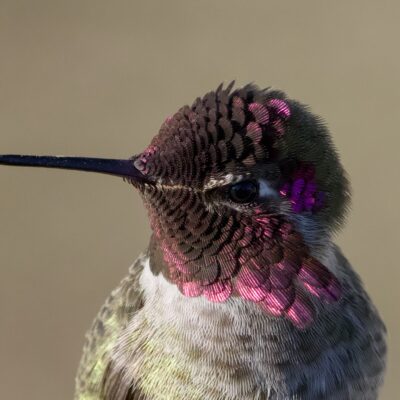 Closeup of a male Anna's Hummingbird somewhat facing the sun. His gorget is a patchwork of black and bright pink