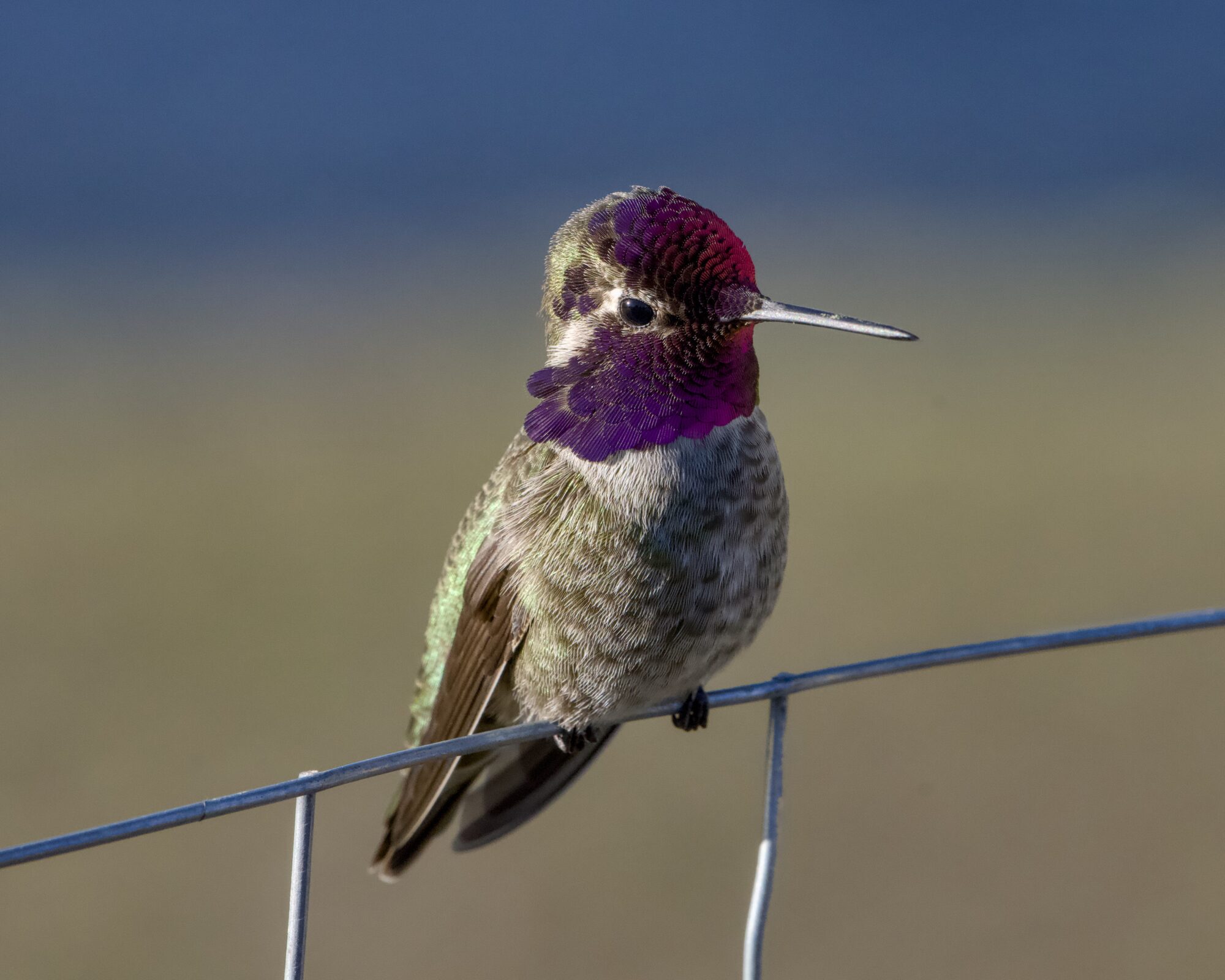 A male Anna's Hummingbird is sitting on a wire fence. There is an even wash of dark pink on his gorget