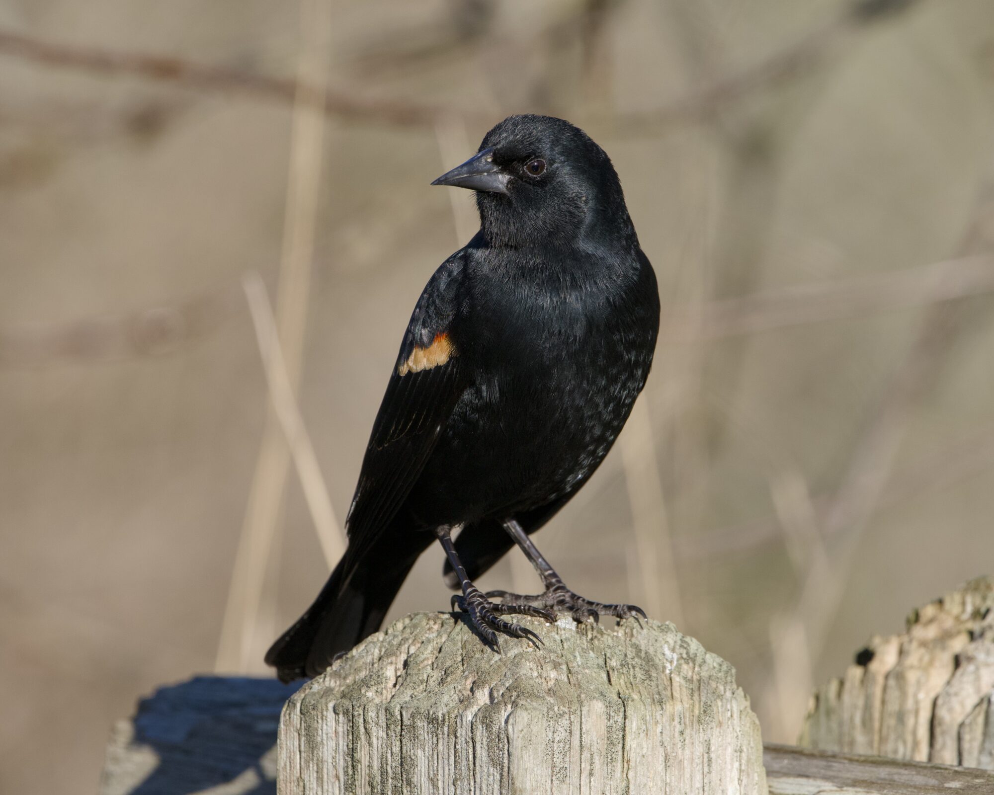 A male Red-winged Blackbird standing proudly on a wooden post