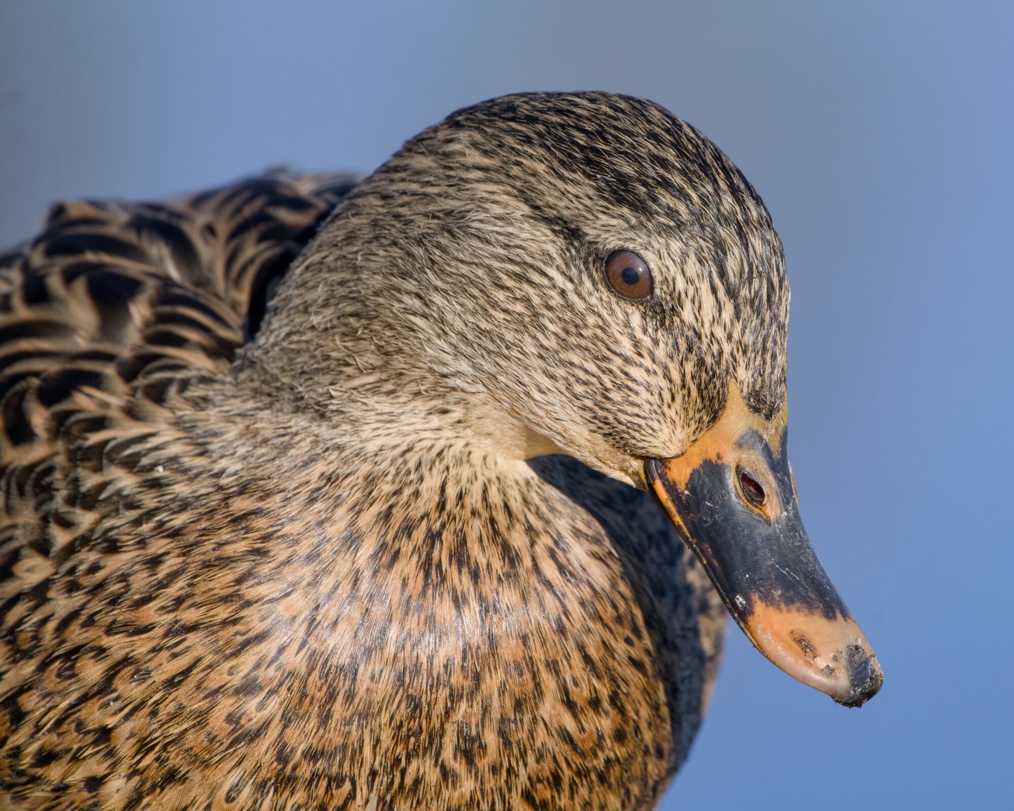 Closeup of a female Mallard duck's head and chest, with a blue background