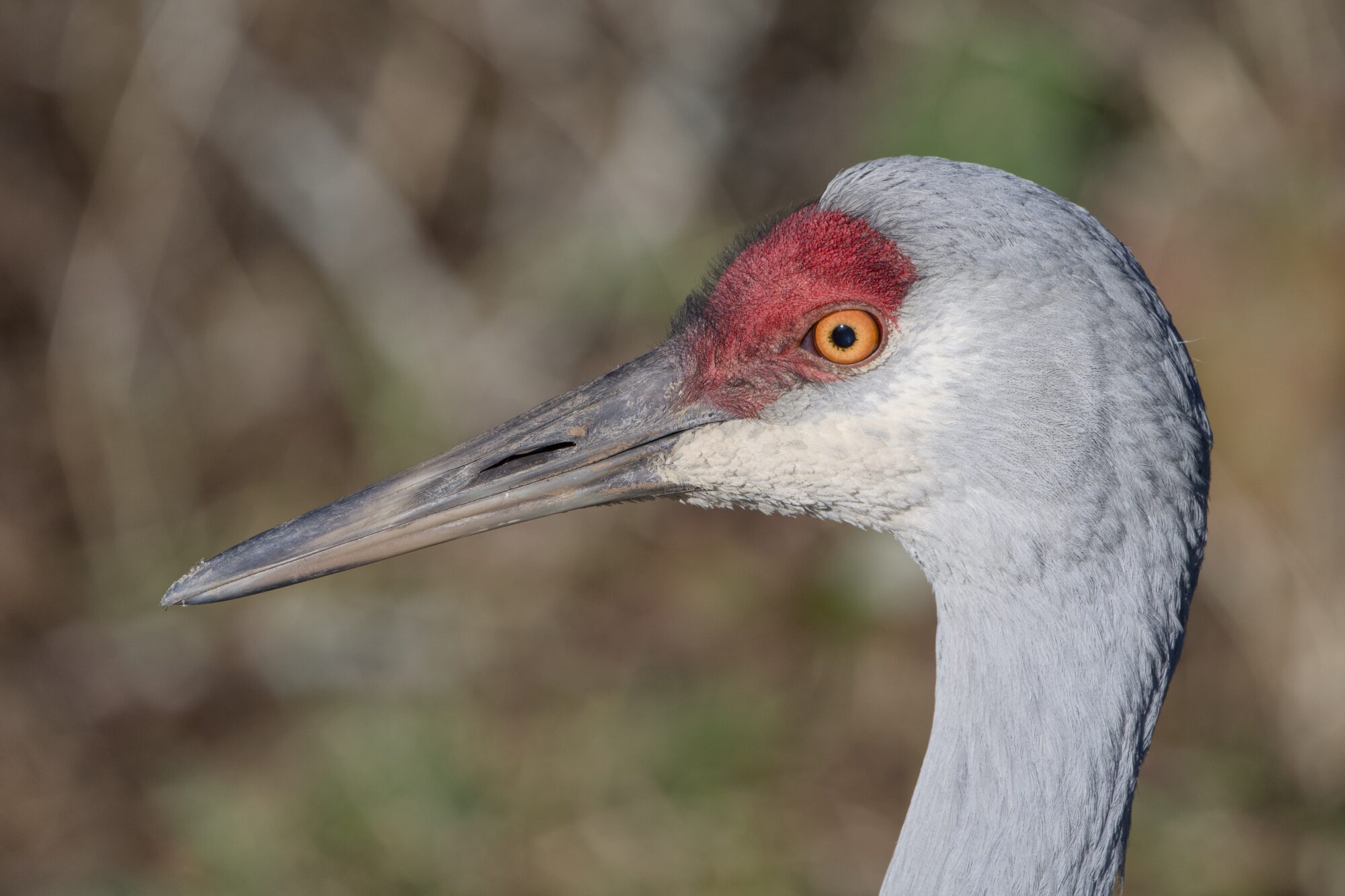 Closeup of an adult Sandhill Crane, in profile.