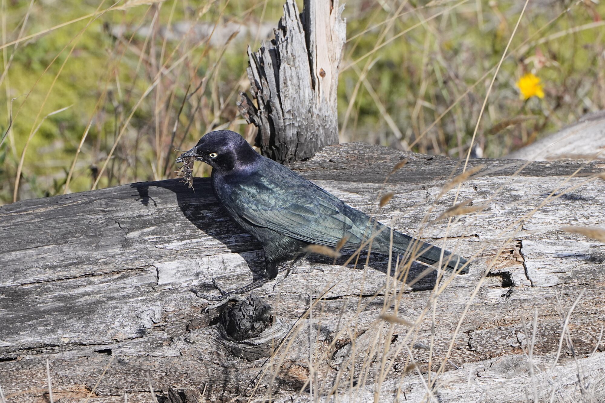 A male Brewer's Blackbird on a log, holding a grasshopper in its beak