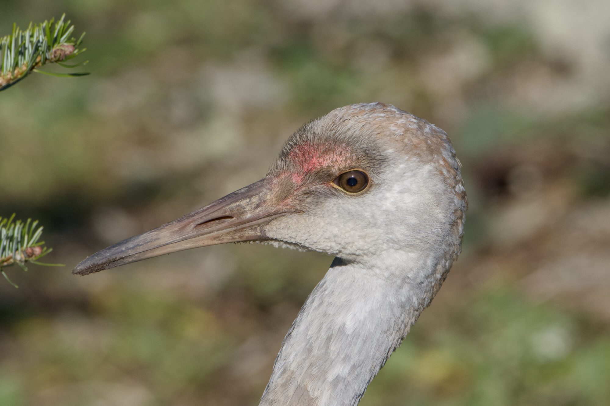 Closeup of an immature Sandhill Crane, in profile. The beak is pretty much fully dark grey, the eyes are dark brownish, and the red face patch is starting to show