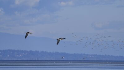 Two wigeons in the foreground, flying high. In the background is an indistinct group of more flying ducks, in front of mountains and bluish skies