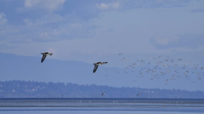 Two wigeons in the foreground, flying high. In the background is an indistinct group of more flying ducks, in front of mountains and bluish skies