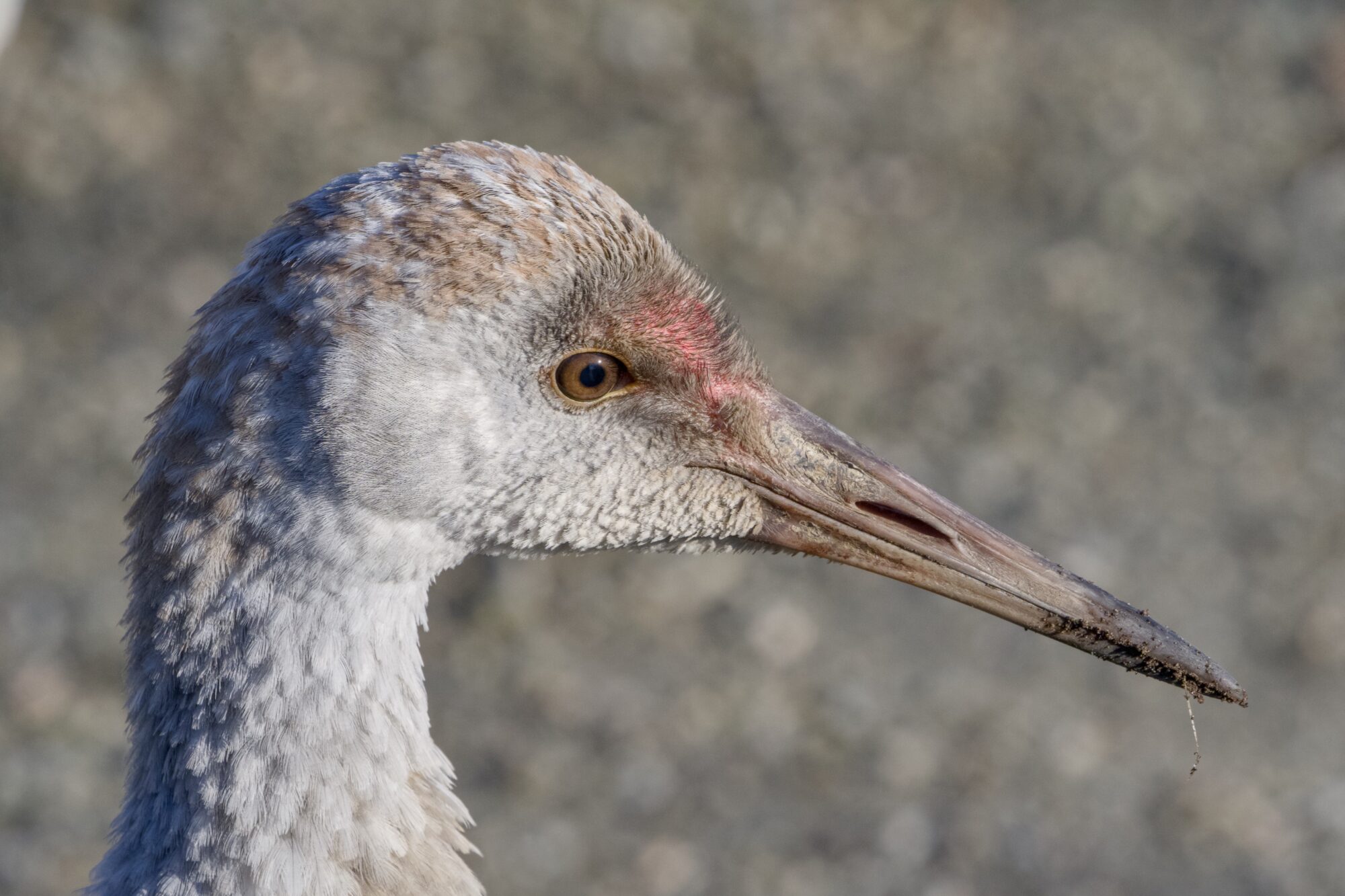 Closeup of an immature Sandhill Crane, in profile. The beak is pretty much fully dark grey, the eyes are dark brownish, and the red face patch is starting to show