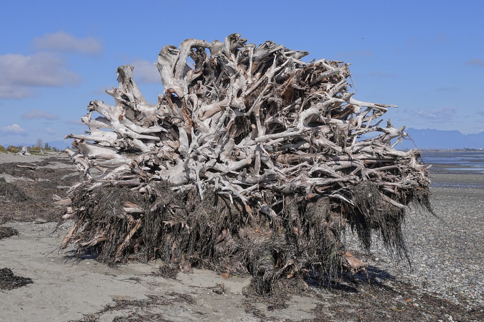 The bleached roots of a dead tree on the beach, seen head on