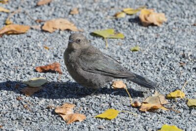 A female Brewer's Blackbird (very dun colour except for the tail which is a darker greyish blue, and the wings that have just a touch of bluish iridescence). She is on the gravelly ground, looking up, surrounded by a few dead leaves